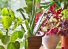 روش هایی برای پرورش گیاهان زینتی و سبزیجات در یک لیوان آب