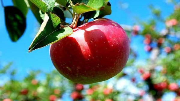 طراحی باغ: پیش بینی برداشت 53 هزار تن سیب درختی از باغ های چهارمحال و بختیاری