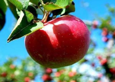 طراحی باغ: پیش بینی برداشت 53 هزار تن سیب درختی از باغ های چهارمحال و بختیاری