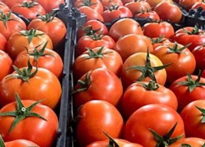 صادرات گوجه فرنگی شهرستان خاش از مرز 580 تن فراتر رفت