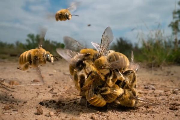 تصاویری باورنکردنی اما واقعی ، صحنه ای خارق العاده از زنبورهای کاکتوس نر را ببینید