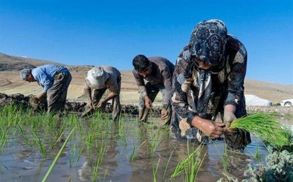 تا دو دهه دیگر برنج شمالی نابود می گردد
