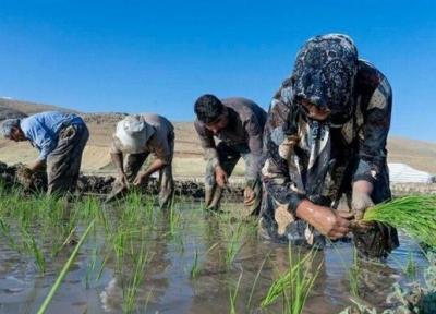 تا دو دهه دیگر برنج شمالی نابود می گردد